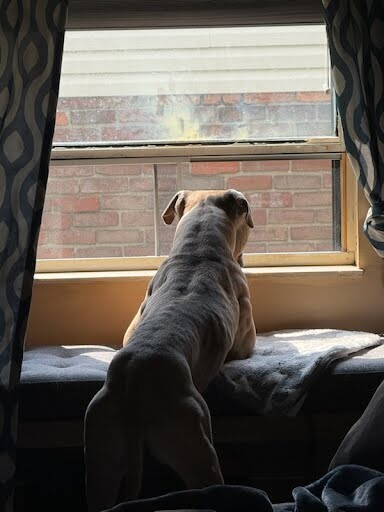 View The Chosen One the Dog Photo #8