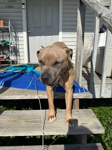 View The Chosen One the Dog Photo #9