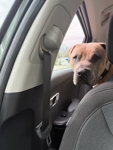 View The Chosen One the Dog Photo #14