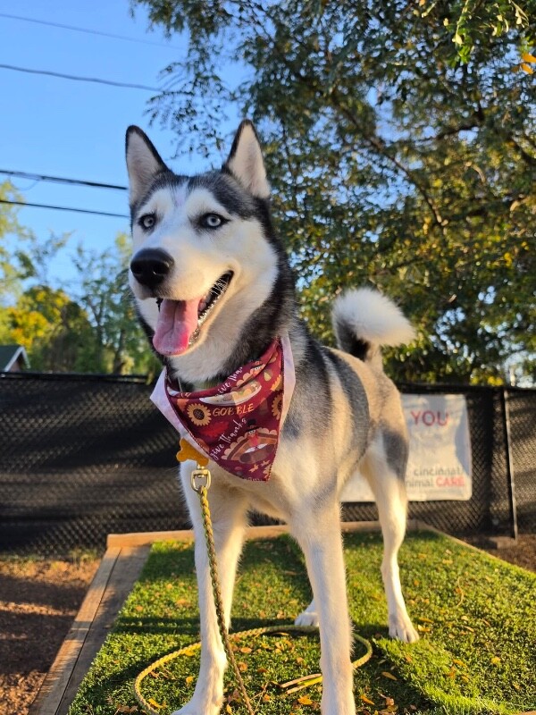 Sky - Dog