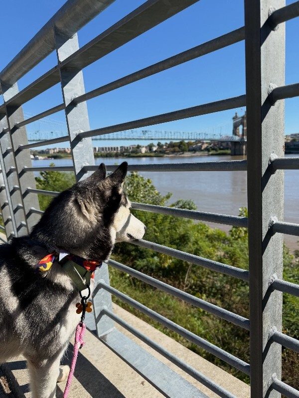 View Sky the Dog Photo #11