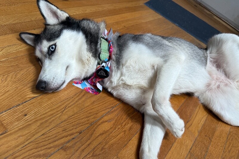 View Sky the Dog Photo #4