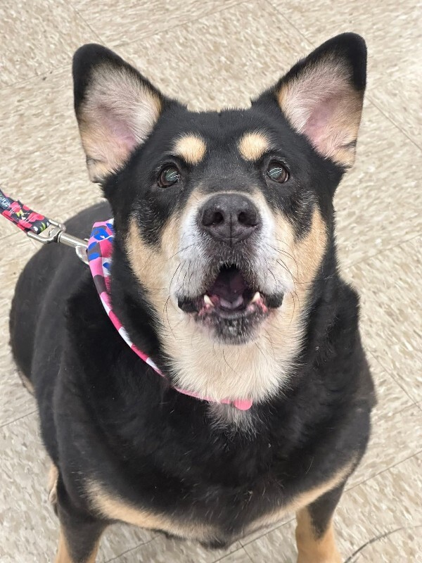 View Big Bear the Dog Photo #7