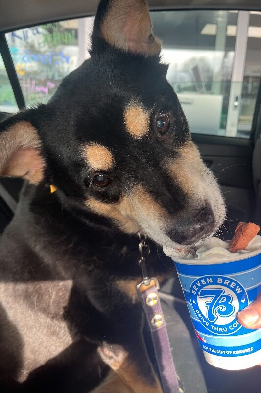 View Big Bear the Dog Photo #3