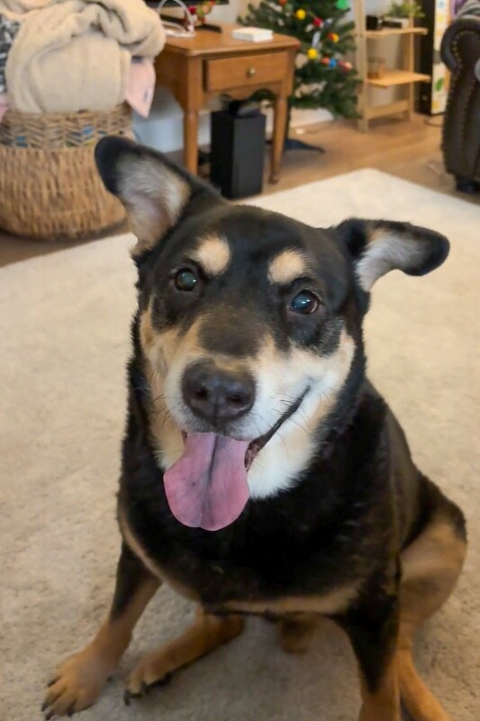 View Big Bear the Dog Photo #2