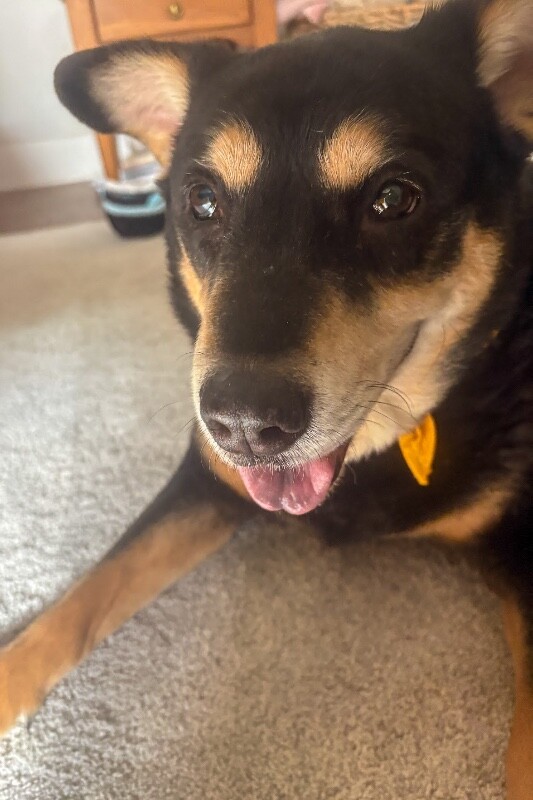 View Big Bear the Dog Photo #6