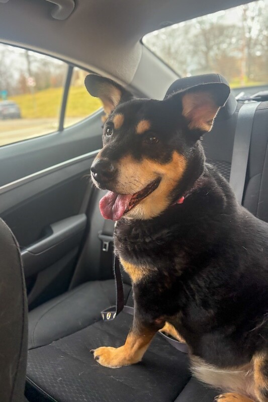 View Big Bear the Dog Photo #4