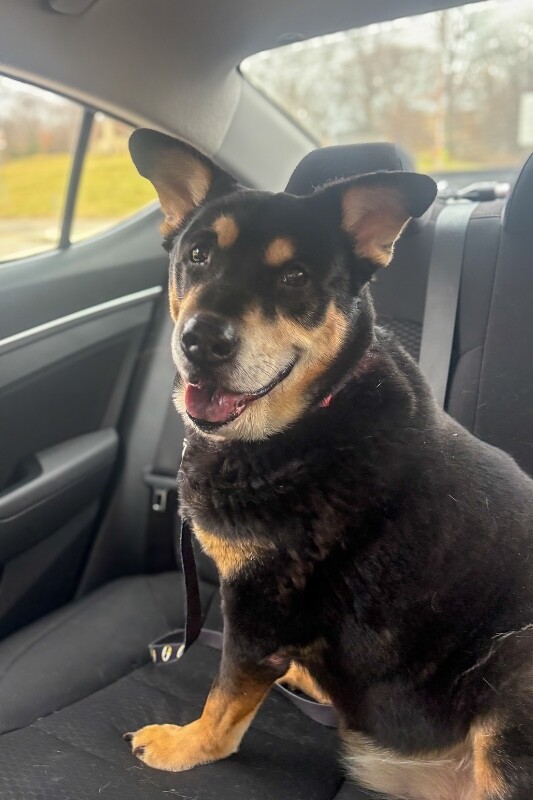 View Big Bear the Dog Photo #5