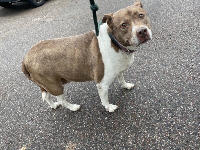 View Found Dog Photo #1