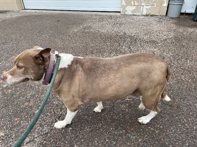 View Found Dog Photo #2