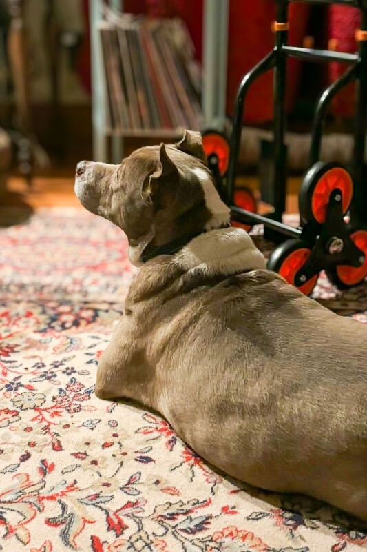 View Ompie the Dog Photo #4