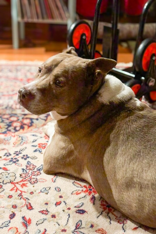 View Ompie the Dog Photo #2