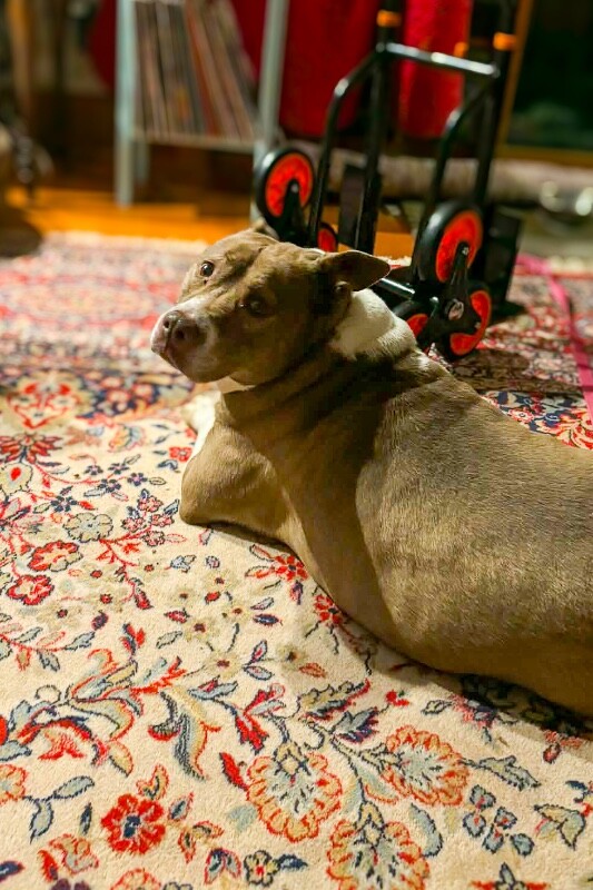 View Ompie the Dog Photo #3