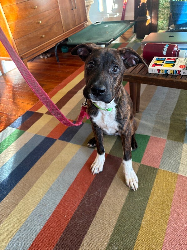 View Boss Hog the Dog Photo #3