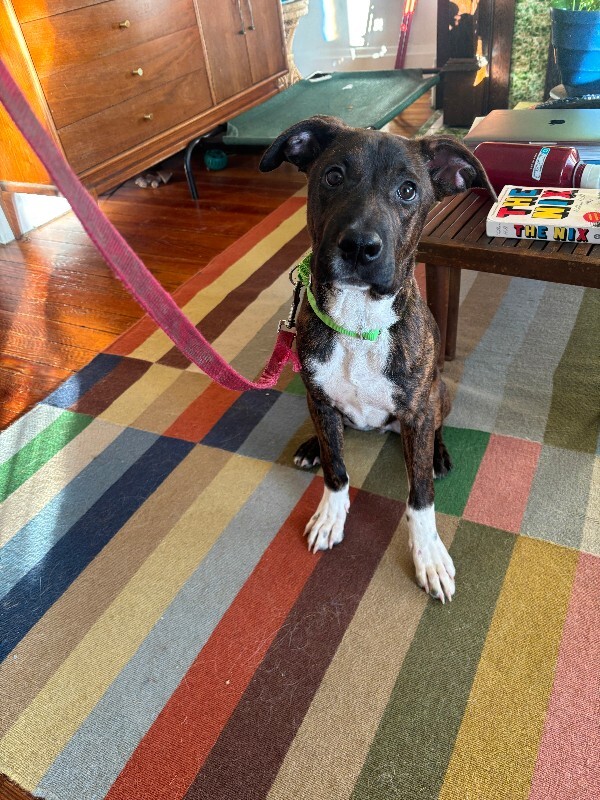 View Boss Hog the Dog Photo #2