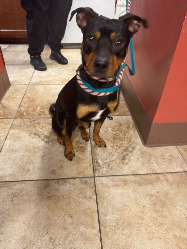 View Drako the Dog Photo #2