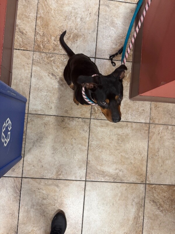 View Drako the Dog Photo #3