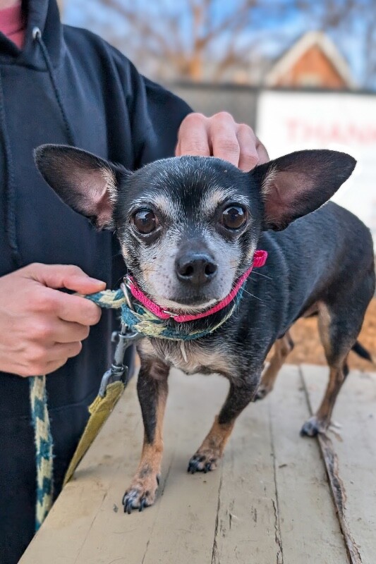 View One Above All the Dog Photo #3