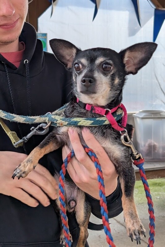 View One Above All the Dog Photo #4