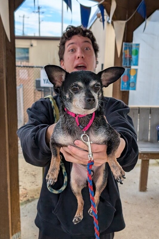 View One Above All the Dog Photo #2