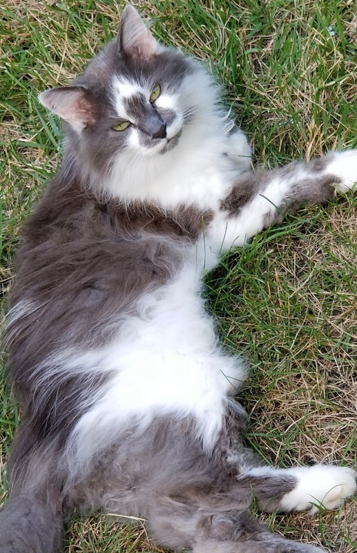 Learn More About this cat 20200716 193106