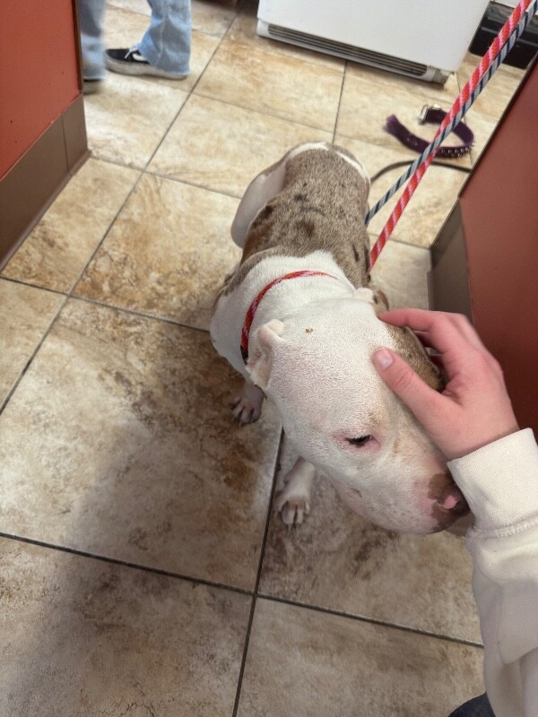 View Nikola the Dog Photo #3