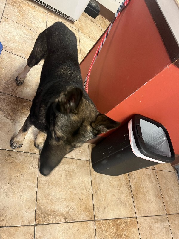 View Loch Ness the Dog Photo #3