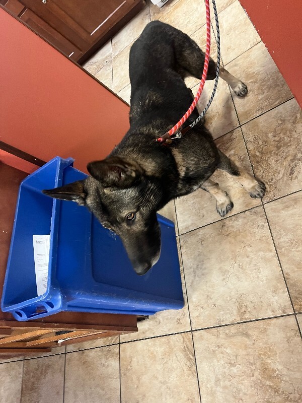 View Loch Ness the Dog Photo #2