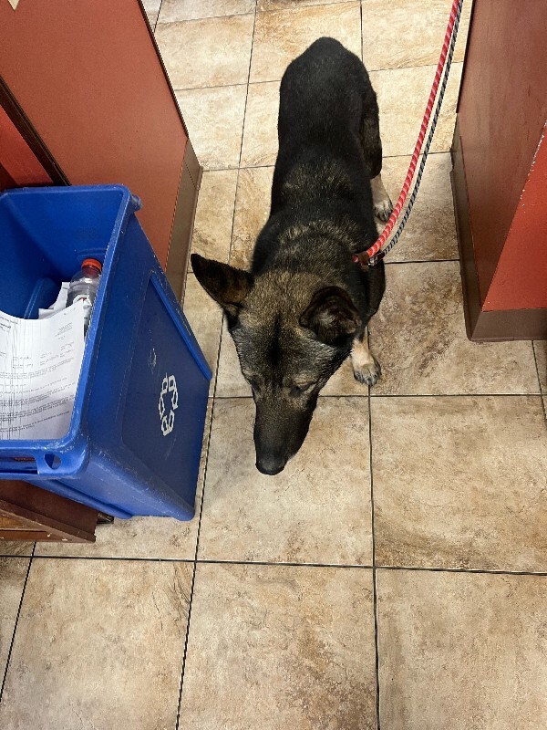 View Loch Ness the Dog Photo #5