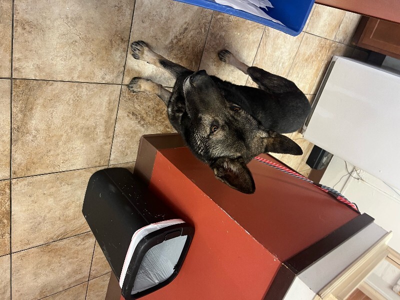 View Loch Ness the Dog Photo #4