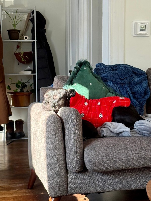 View Grimm the Dog Photo #3