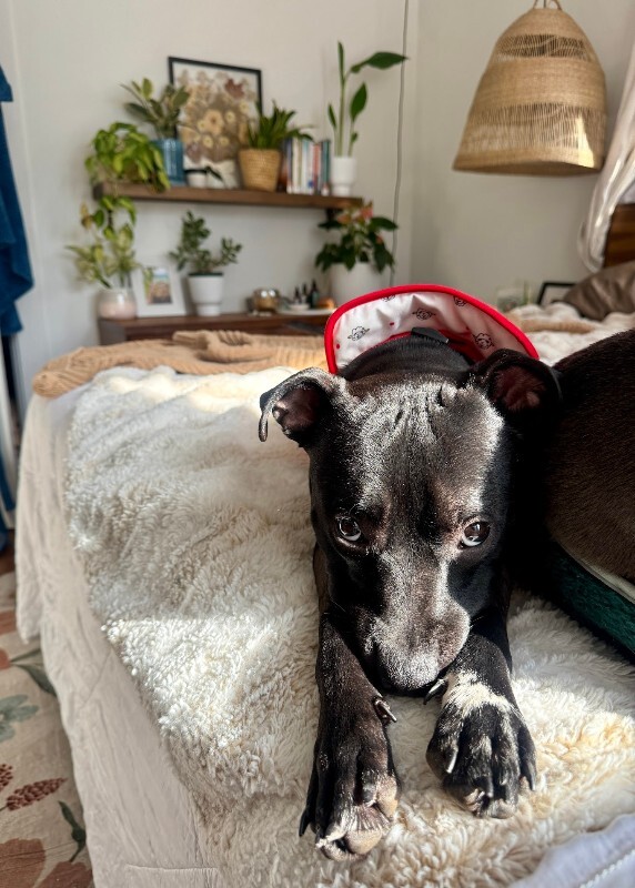 View Grimm the Dog Photo #2