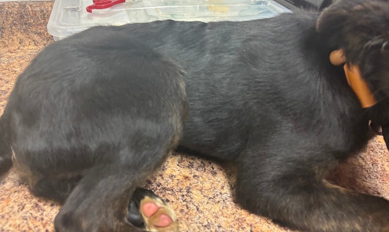 View Mastin Jr. the Dog Photo #3