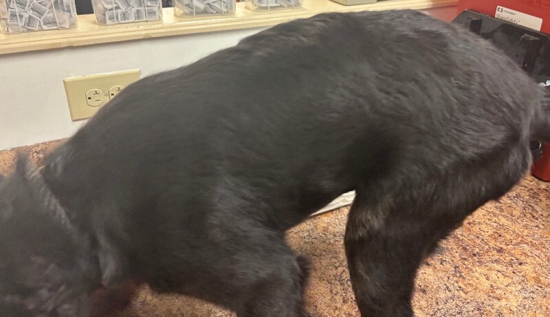 View Mastin Jr. the Dog Photo #4