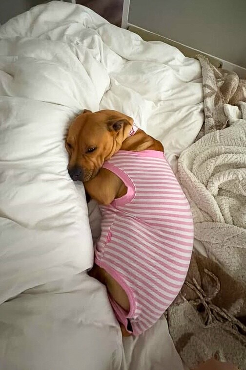 View Pebble the Dog Photo #3