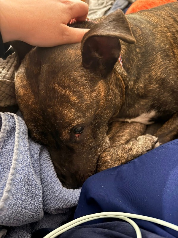 View Ace the Dog Photo #3