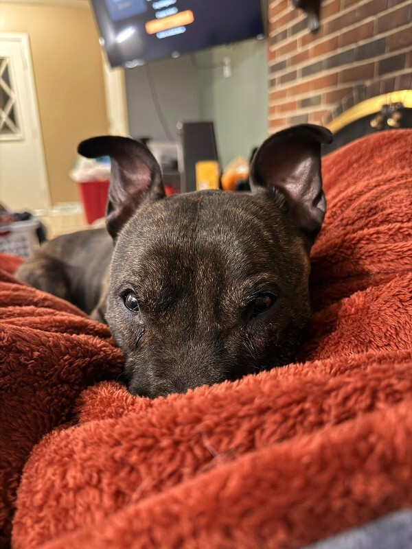 View Ace the Dog Photo #2