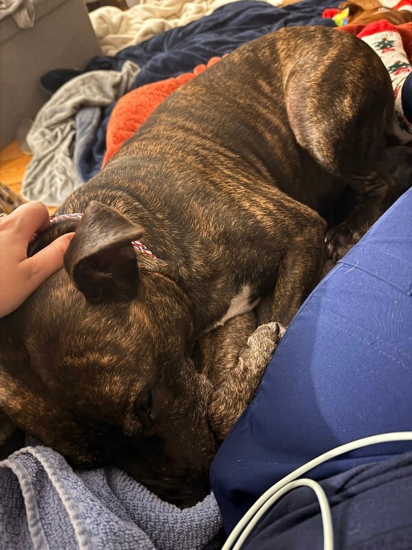 View Ace the Dog Photo #8