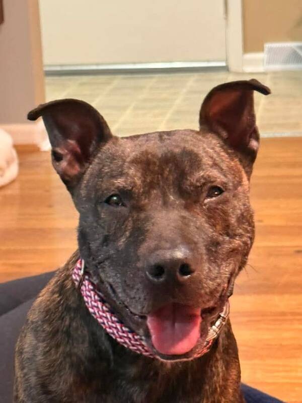 View Ace the Dog Photo #6