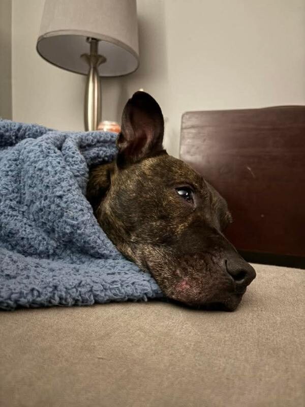 View Ace the Dog Photo #7