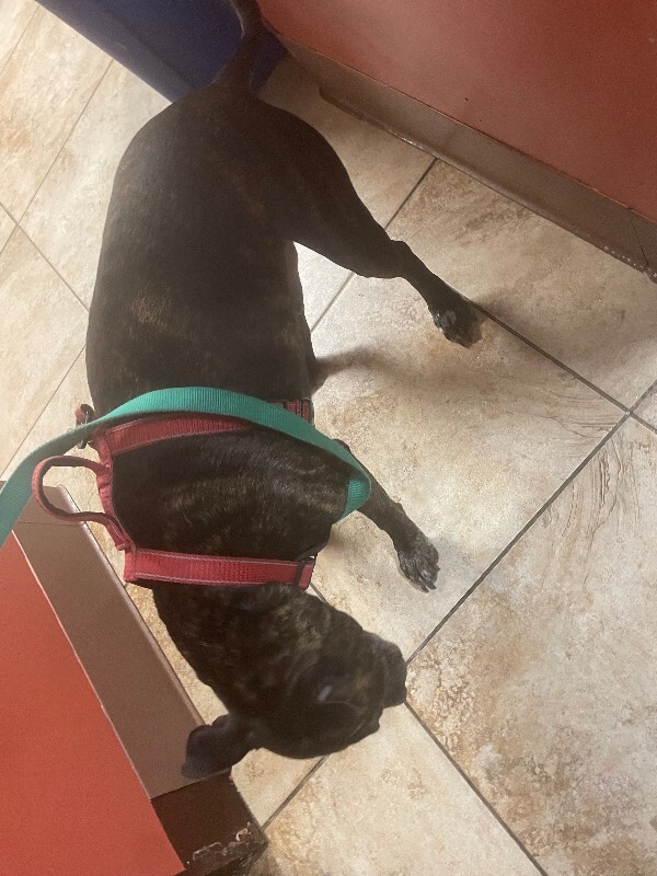 View Ace (actual) the Dog Photo #3