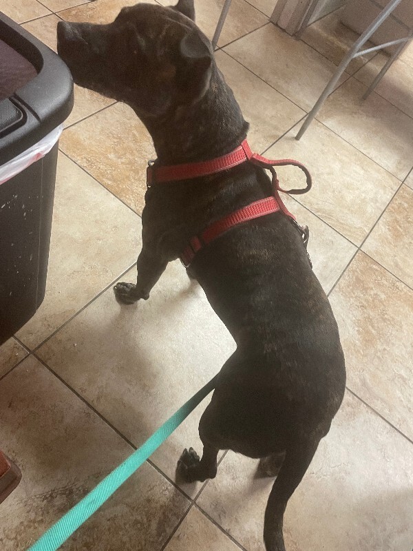 View Ace (actual) the Dog Photo #4