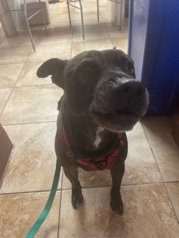 View Ace (actual) the Dog Photo #2