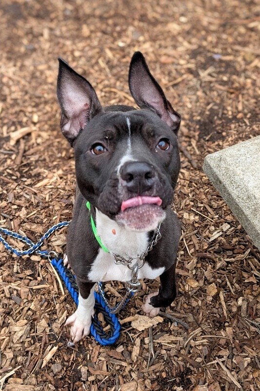 View Turbo Turner the Dog Photo #2