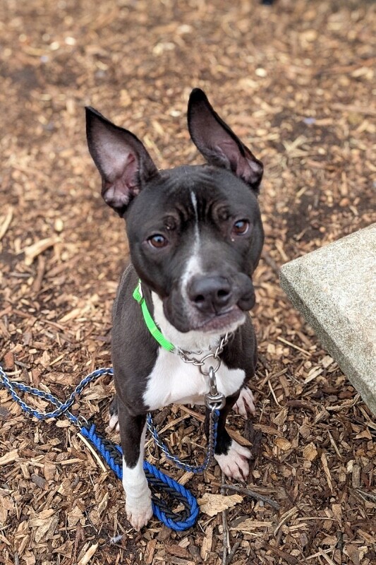 View Turbo Turner the Dog Photo #3