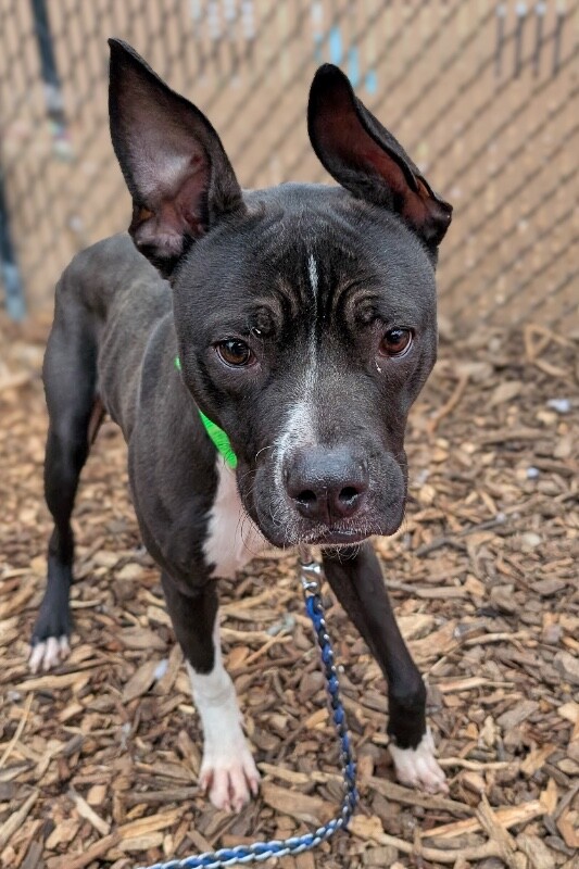 View Turbo Turner the Dog Photo #4