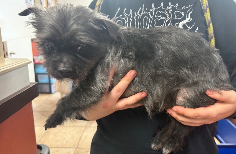 View Guido the Dog Photo #3