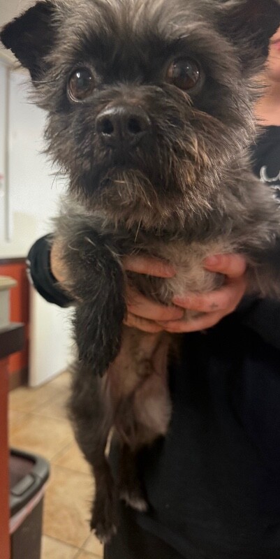 View Guido the Dog Photo #2