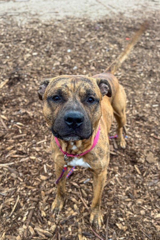 View Lightning Bolt the Dog Photo #3