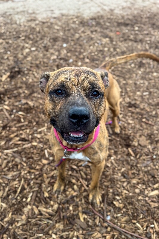 View Lightning Bolt the Dog Photo #2